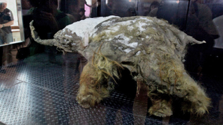 Illustration for article titled This Extraordinarily Well-Preserved Mammoth Is Now On Display In Moscow